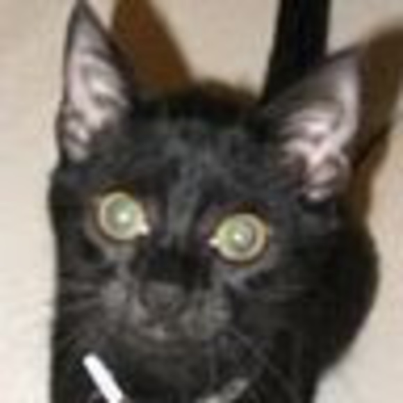 Meet your Posher, Kimmie - Picture 1 of 1